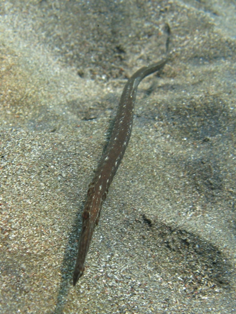 Syngnathus typhle